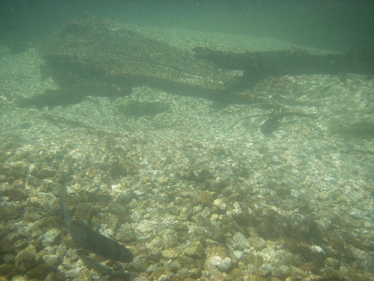 Under water shot of spawning rainbow trout in the inlet above Second Lake, High Sierra 7/20/2011 