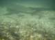 Under water shot of spawning rainbow trout in the inlet above Second Lake, High Sierra 7/20/2011 