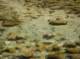 Rainbow trout spawning in the outlet below Secret Brown Trout Lake, High Sierra 7/20/2011