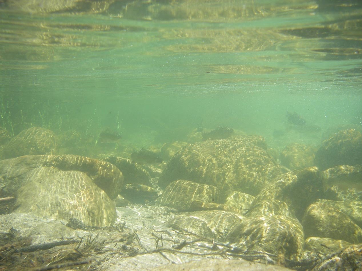 Underwater shot of spawing rainbows in the outlet below Secret Brown Trout Lake, High Sierra 7/20/2011