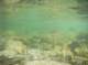 Underwater shot of spawing rainbows in the outlet below Secret Brown Trout Lake, High Sierra 7/20/2011