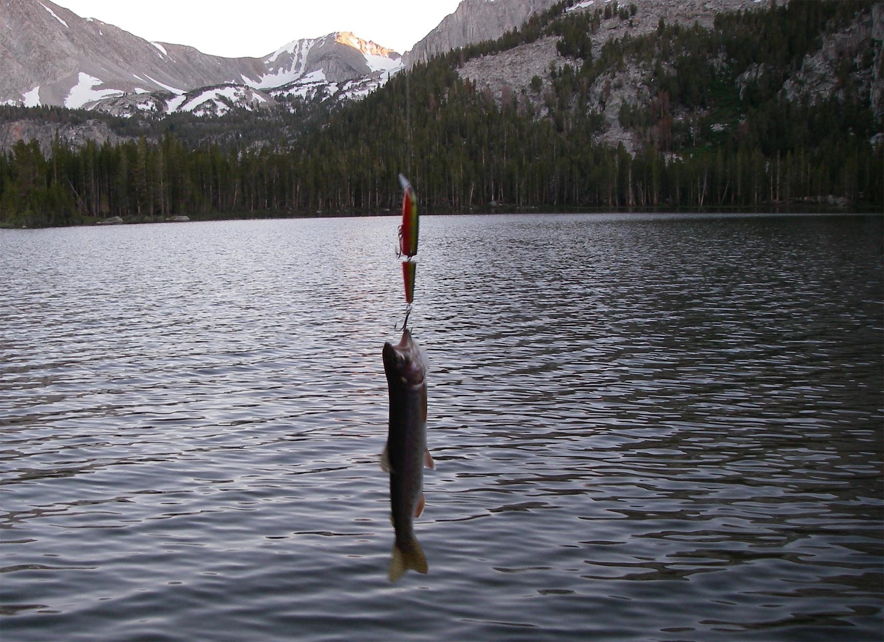 Small rainbow hit a big lure at Secret Brown Trout Lake, High Sierra 7/20/2011