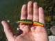 imgp6566_small.jpg