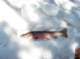 imgp6575_small.jpg