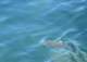 imgp7010_small.jpg