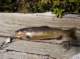 imgp7786_small.jpg