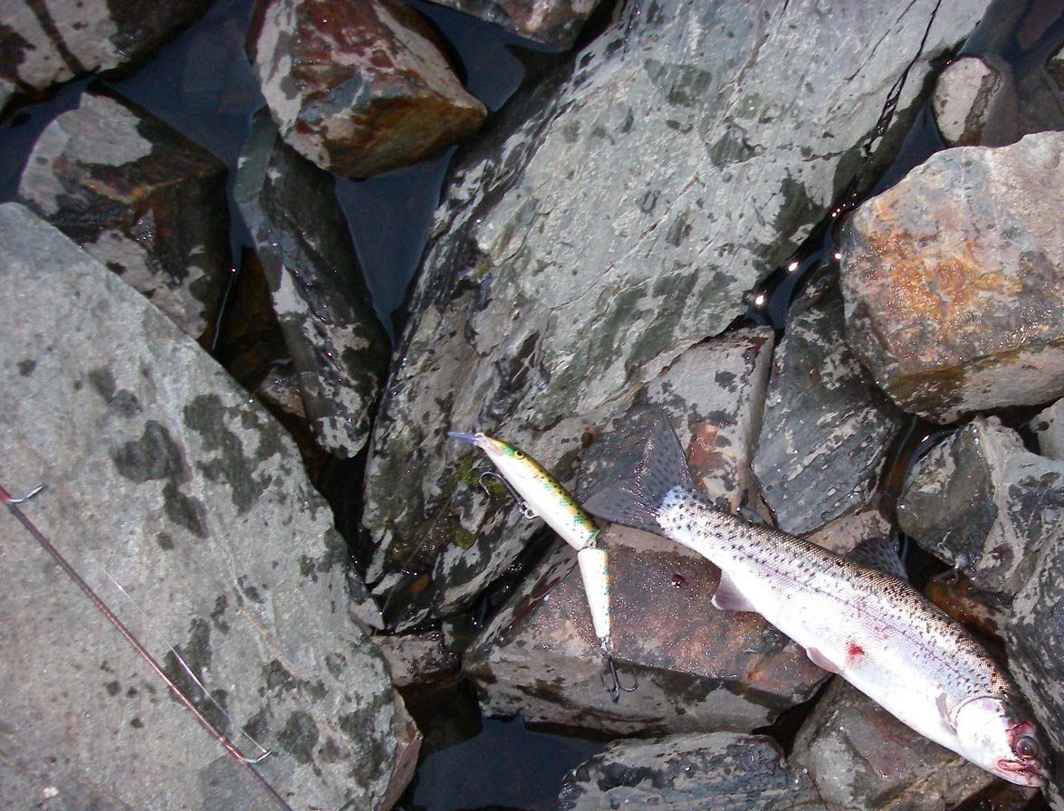 Biggest trout I caught at Blue Lake on Virginia Creek was this 12-inch wild rainbows while using a Rapala J-13 6/19/2013