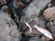Biggest trout I caught at Blue Lake on Virginia Creek was this 12-inch wild rainbows while using a Rapala J-13 6/19/2013
