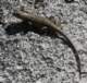 imgp7979_small.jpg