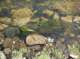 Reeling in a small brook trout tangled in weeds from Black Lake, High Sierra 7/22/2013 