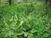 imgp0157_small.jpg