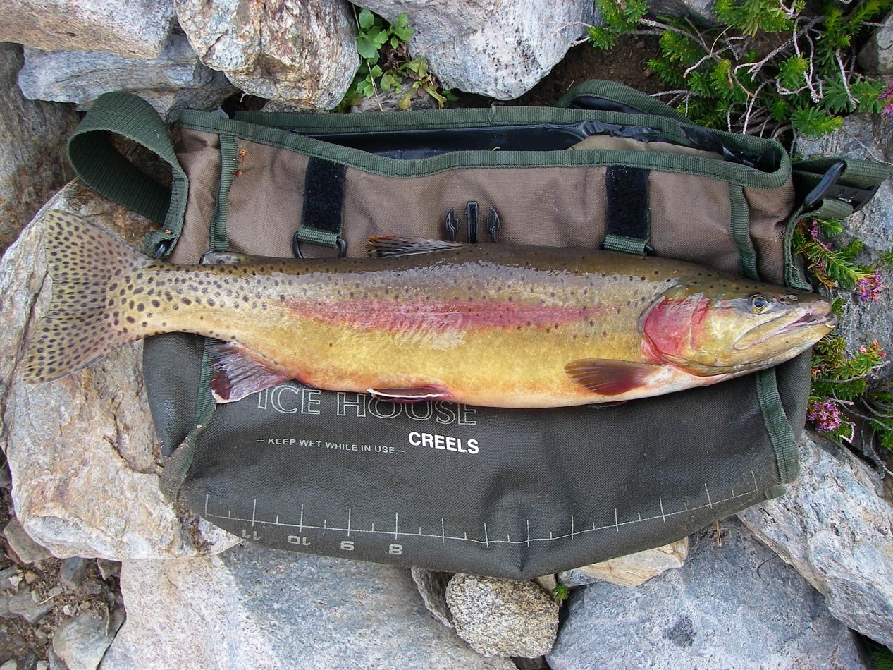 Mike Dufish caught this 1-8 golden trout at Anna Lake in the High Sierra 7/11/2014 