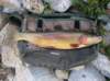 1-8 golden trout from Anna Lake in the High Sierra