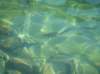 imgp0339_small.jpg