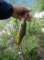 imgp0807_small.jpg