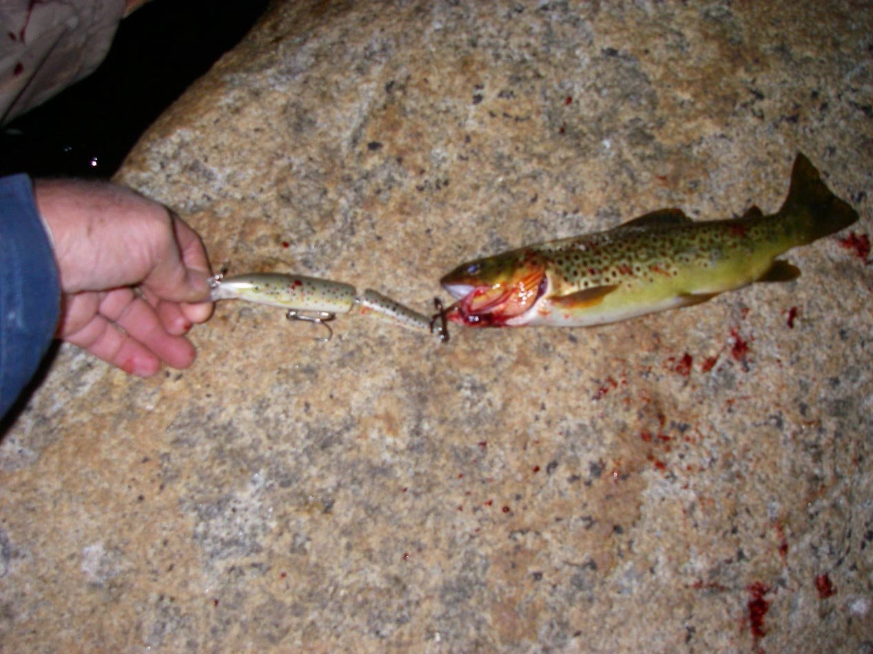 Brown trout ate brown trout pattern lure at Secret Brown Trout Lake in the High Sierra 7/15/2016 
