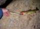 Brown trout ate brown trout pattern lure at Secret Brown Trout Lake in the High Sierra 7/15/2016 