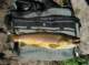 2-8 brown trout bigger than the bag at Secret Brown Trout Lake in the High Sierra 7/15/2016 