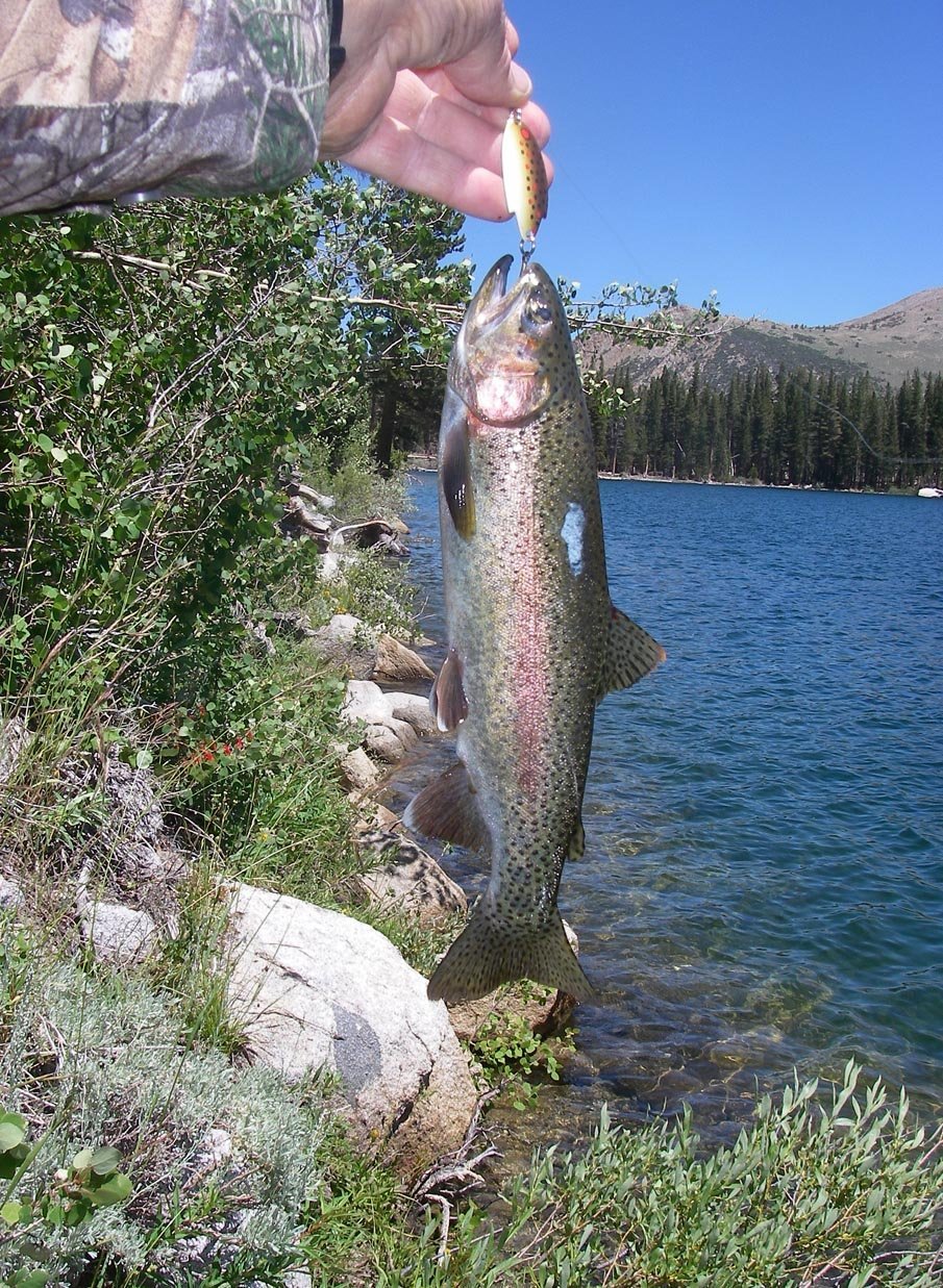 Rainbow trout loved the brwon trout pattern Thomas Bouyant at Secret Brown Trout Lake in the High Sierra 7/15/2016