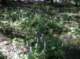 imgp0218_small.jpg