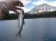 Spent 7 nights in the John Muir Wilderness at Secret Brown Trout Lake.  Did not catch any big ones and also did not take home any pan size because they were too small.