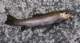 imgp1158_small.jpg