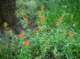 imgp1621_small.jpg