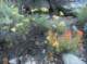 imgp1632_small.jpg