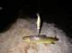 imgp1668_small.jpg