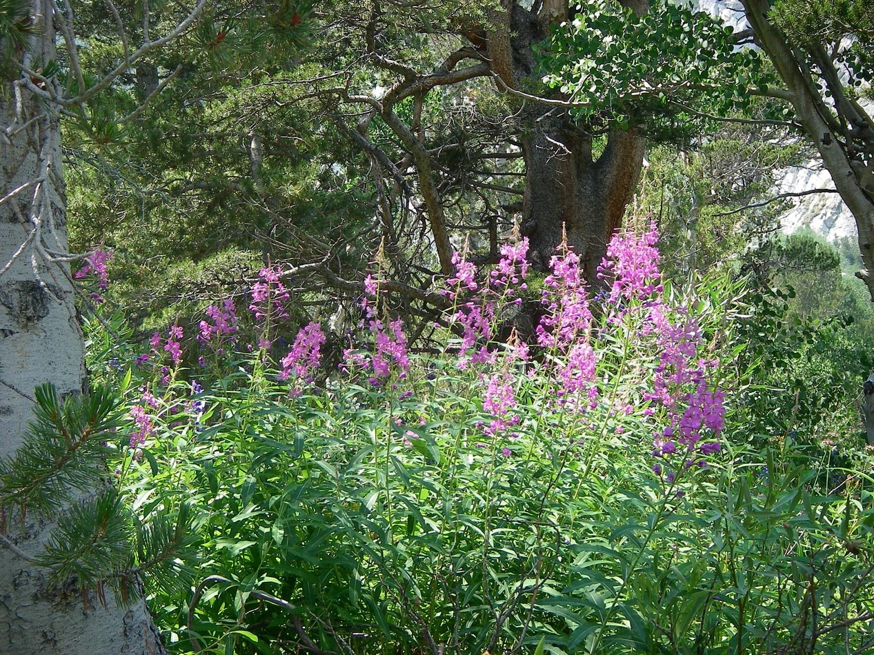 imgp1697.jpg
