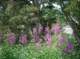 imgp1700_small.jpg