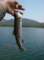 imgp1738_small.jpg