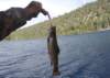 Walker Lake brook trout landed using a hot new lure 6/18/2019 