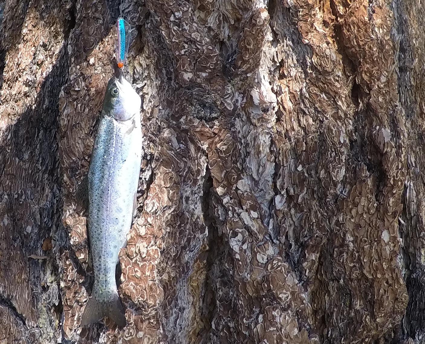 Walker Lake Kamloops rainbow caught using hot new lure 6/18/2019 