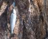 Backpack to Walker Lake 4 nights for brown trout but the lake was stocked full of standard rainbows.