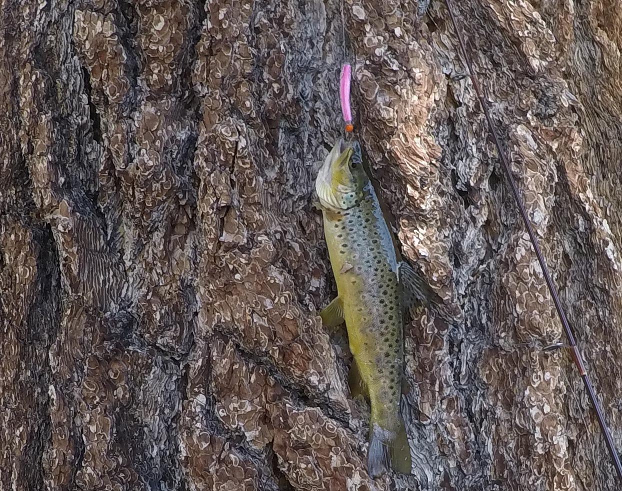Small brown trout (released) from Walker Lake hit a hot new lure 6/18/2019 
