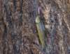 Small brown trout (released) from Walker Lake hit a hot new lure 6/18/2019 