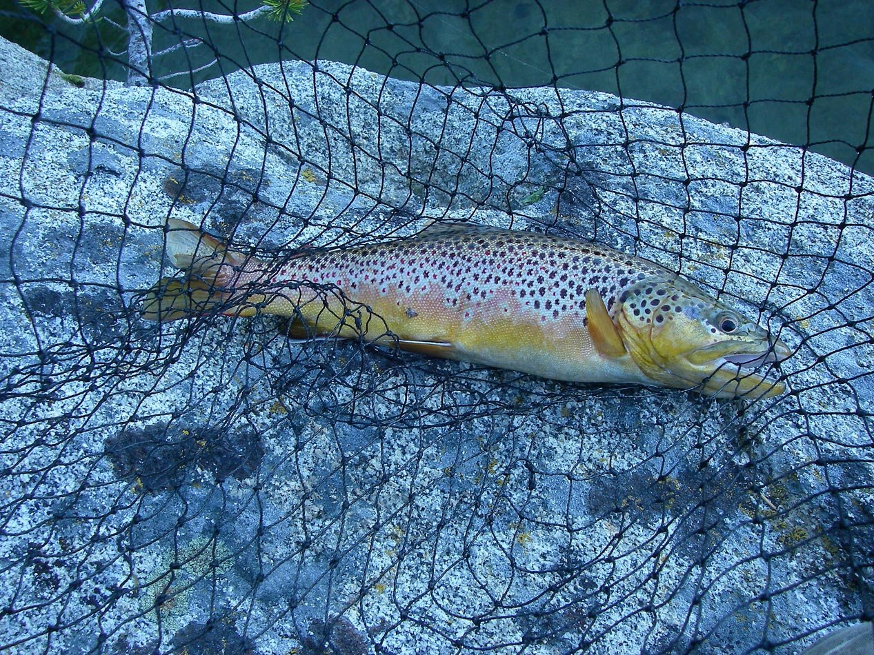 Biggest brown trout I caught on my trip to Secret Brown Trout Lake was 1 lb 10 oz 7/14/2019