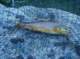 Biggest brown trout I caught on my trip to Secret Brown Trout Lake was 1 lb 10 oz 7/14/2019