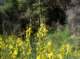 imgp0009_small.jpg