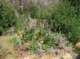 imgp0011_small.jpg