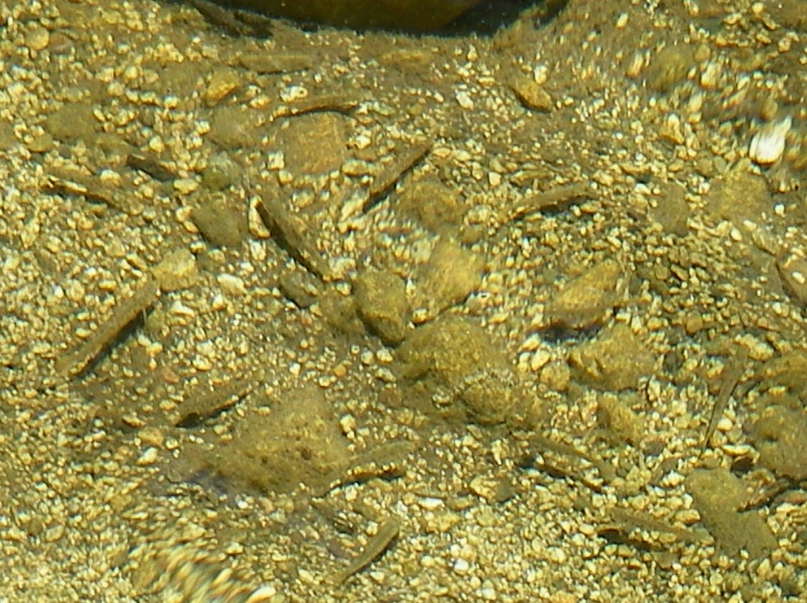 Native rainbow trout still survive in West Fork after the Station Fire and severe drought 5/26/2014 