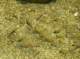 Native rainbow trout still survive in West Fork after the Station Fire and severe drought 5/26/2014 