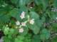 imgp0036_small.jpg