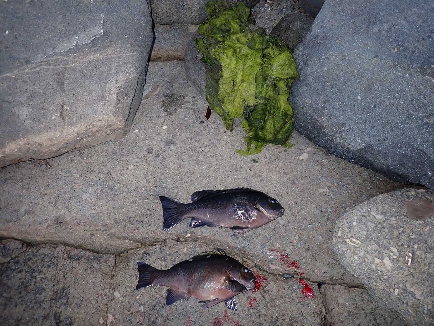 Only caught 2 opaleye at Pt. Fermin with perfect green bait 3/9/2024 