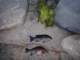 Only caught 2 opaleye at Pt. Fermin with perfect green bait 3/9/2024 