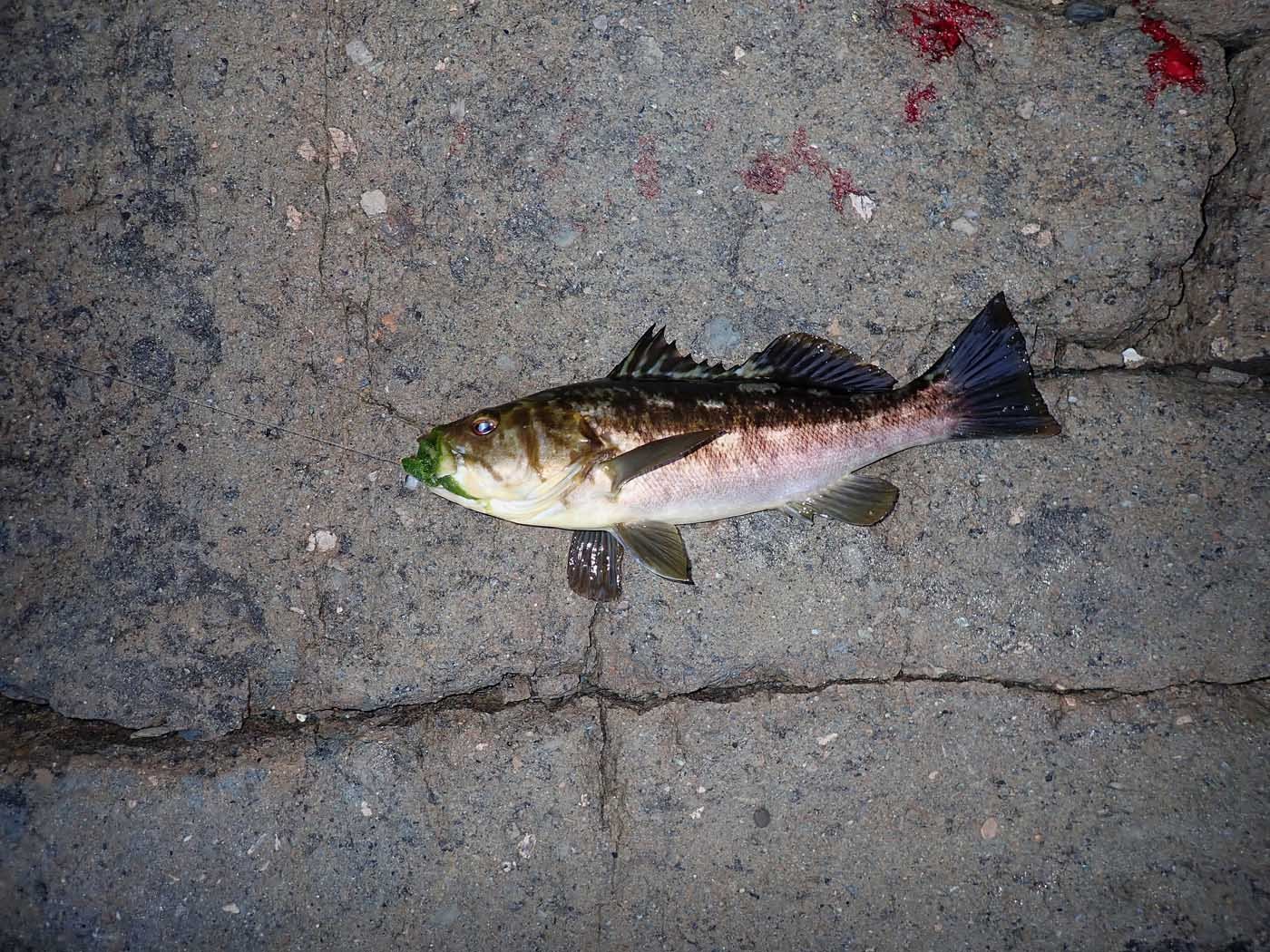 Actually caught a calico bass using opaleye green bait at Pt. Fermin 3/9/2023 