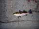Actually caught a calico bass using opaleye green bait at Pt. Fermin 3/9/2023 