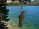 Accidentally snagged a brook trout at Secret Brown Trout Lake 8/6/2020