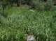 imgp0160_small.jpg
